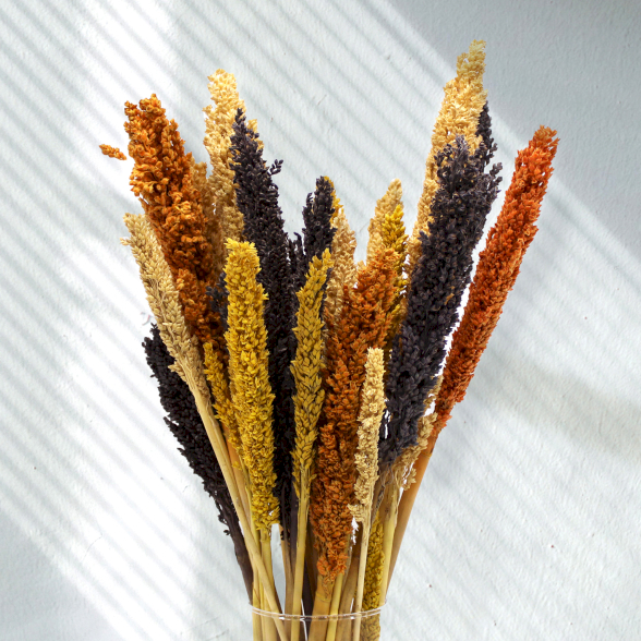 Cantal Grass Bunches
