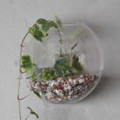 All Glass Terrarium - Small Hanging Wall Bowl - Click Image to Close